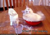 Wha? m helping 10: A N HA S CH E EZBURGER.COMよ