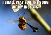 tumblr_l415jqJlLj1qcrouso1_500.jpg ISHALL PLAY YOU THE SONG OF MY INSECTS