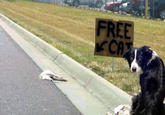 FREE