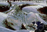 EVEN THE APATHETIC DOG CARES