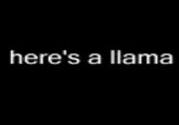 here's a llama