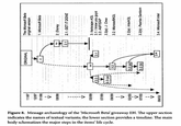 Figure 8. Message archaeology of the 'Microsoft Beta giveaway EH. The upper section indicates the names of textual variants; the lower section provides a timeline. The main body schematizes the major steps in the items' life cycle.