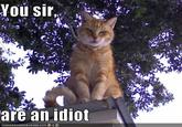 129090058806635652.jpg You sir* are an idiot ICANHASCHEEZBURGER.COM '