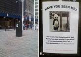 VE YOU SEEN ME Our lovable Wall Street mascot, Sad Panda, has gone missing. If you know of his whereabouts please let us know by emailing fiveanda@gmail.com