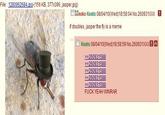 File 1280962684.ipg-(156 KB, 377x396, jasper.jpg) □88noko Keats 08/04/10(Wed)18:58:04 No.26093|XXX 。 if doubles, jasper the fly is a meme ■ Keats 08/04/10(Wed)18:58:59 No.260931 XXX。 F--- YEAH WINRAR