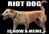 RIOT DOG ISNOW A MEME