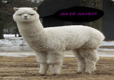 JAK ER JULHEST r own it