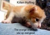 Kitten Huffing The orange or you up real good