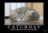 CATURDAY The best transition possible from Furfag Friday