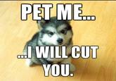 PET ME | WILL CUT YOU