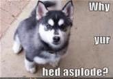 Why ur hed asplode?