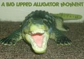 A BIG UPPED ALLIGATOR NONENT