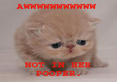 NOT IN HER POOPER