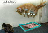 aghhh Cat Litter a?