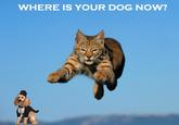 WHERE IS YOURDOG NOW?