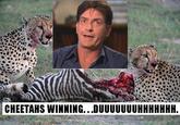 CHEETAHS WINNING.. DUUUUUUUHHHHHHH