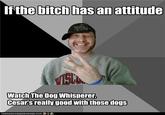 Ifthe bitch has an attitude Watch The Dog Whisperer Cesar'sreallygood with thosedogs ICANHASCHEEZBURGER.COM