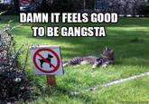 DAMN IT FEELS GOOD TO BE GANGSTA tumbl