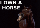 I OWN A HORSE