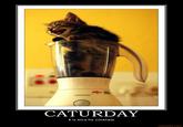 CATURDAY It is time for cocktails motifake.com