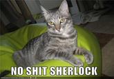 NO S--- SHERLOCI ICAN H A S CHEEZBURGER.COM ' 'ミら