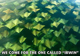 The-great-ocean-migration--thousands-majestic-stingrays-swim-new-seas.jpg WE COME FOR THE ONE CALLED "IRWIN"