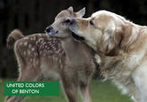 UNITED COLORS OF BENTON