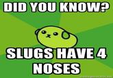 DID YOU KNOW? SLUGSHAVE4 NOSES memegenerator.net