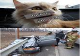 f--- it i'm a cat