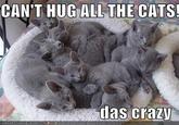 CAN'T HUG ALL THE CATS! das crazj