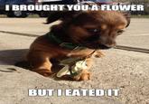 I BROUGHT YOU A FLOWER BUTIEATED IT