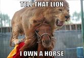 TELL THAT LION I OWN A HORSE