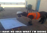 [Image - 234765] | I Have No Idea What I'm Doing | Know Your Meme