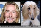 Nickelback's Chad Kroeger TotallyLooksLike.com an Afghan Hound Chad Kroeger Los Angeles dog dog breed afghan hound nose dog like mammal snout