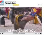 Broadcast started 1 hour ago GUIN AM Penguin Cam isoverydiscoverychannel Join Crowd Pop out frozén planet seaWorld USTREAM LIVE 'M WATCHING YOU 3703 current 188K total views Share