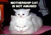 MOTHERSHIP CAT IS NOT AMUSED ICH-NHAS CHEEZBURGER.COM '$ミッ