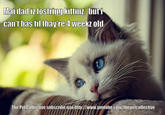 Mai dad iz fostrimgkittinz, but i can't has til thay're 4 weekz old The Pet Collective suhscrihe nao hup//www.youtube.com/thenetcollective