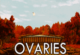 905.gif OVARIES