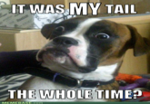 T WAS MY TAIL THE WHOLE TIMER MEMEBASE.com