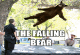 Falling Bear Know Your Meme