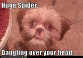 Huge Spider Dangling over your head