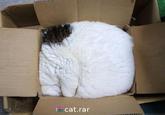 cat.rar