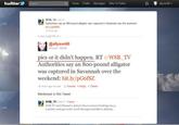 twitter Home Profie Messages Who To Follow WSB TV Authorties say an 800-pound alligator was captured in Savannah over the weekend it ypGS n reph to @WET @allyson90 yson Tbitts pics or it didn't happen. RT @WSB TV Authorities say an 8o0-pound alligator was captured in Savannah over the weekend: bit.ly/pG6fSZ 10 hours ago via web ☆ Faorte-Reply Delet. Mentioned in this Tweet WSB TV wse T WSB-TV and Channel 2 Action Nus couers breaking neus weather and sports for morth Geongia and Metro Atlanta