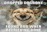 DROPPED DOGBONBy FOUND BUD WHEN RETRIEVING BONE