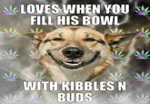LOVES)WHEN YOU FILL HIS BOWL WITH KIBBLES N BUDS