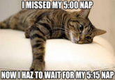 MISSEDMY5:00NAP NOWI HAZ TO WAITFOR MY 515 NAP