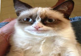 Banjos | Grumpy Cat | Know Your Meme
