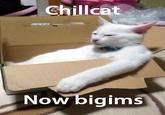 Chillcat Now bigims