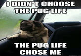 DIDNT CHOOSE THE PUG LIFE THE PUG LIFE CHOSE ME quickmeme.com