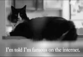 I'm told I'm famous on the internet,